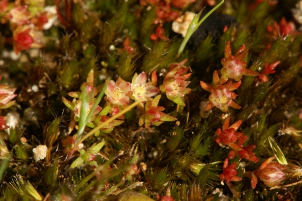 Crassula decumbens